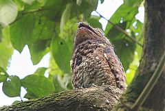 Great Potoo